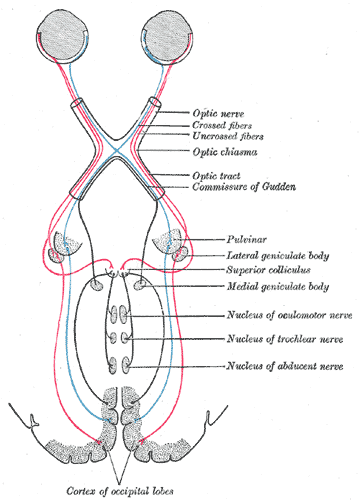 Source: Gray's anatomy, fig. 722, https://www.bartleby.com/107/illus722.html