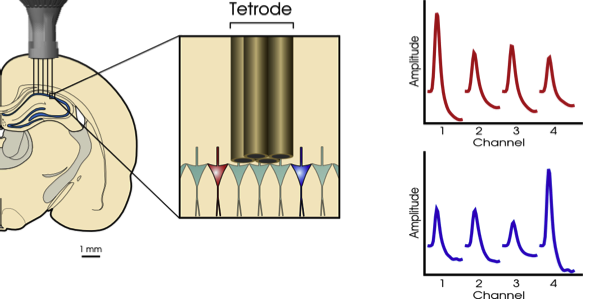 A tetrode (a probe with four electrodes) can distinguish spikes from different neurons in its neighborhood because the electrodes closer to the neuron will pick up bigger voltage spikes. Courtesy of Stuartlayton via Wikipedia https://en.wikipedia.org/wiki/File:HippocampalTetrodeExample.png.