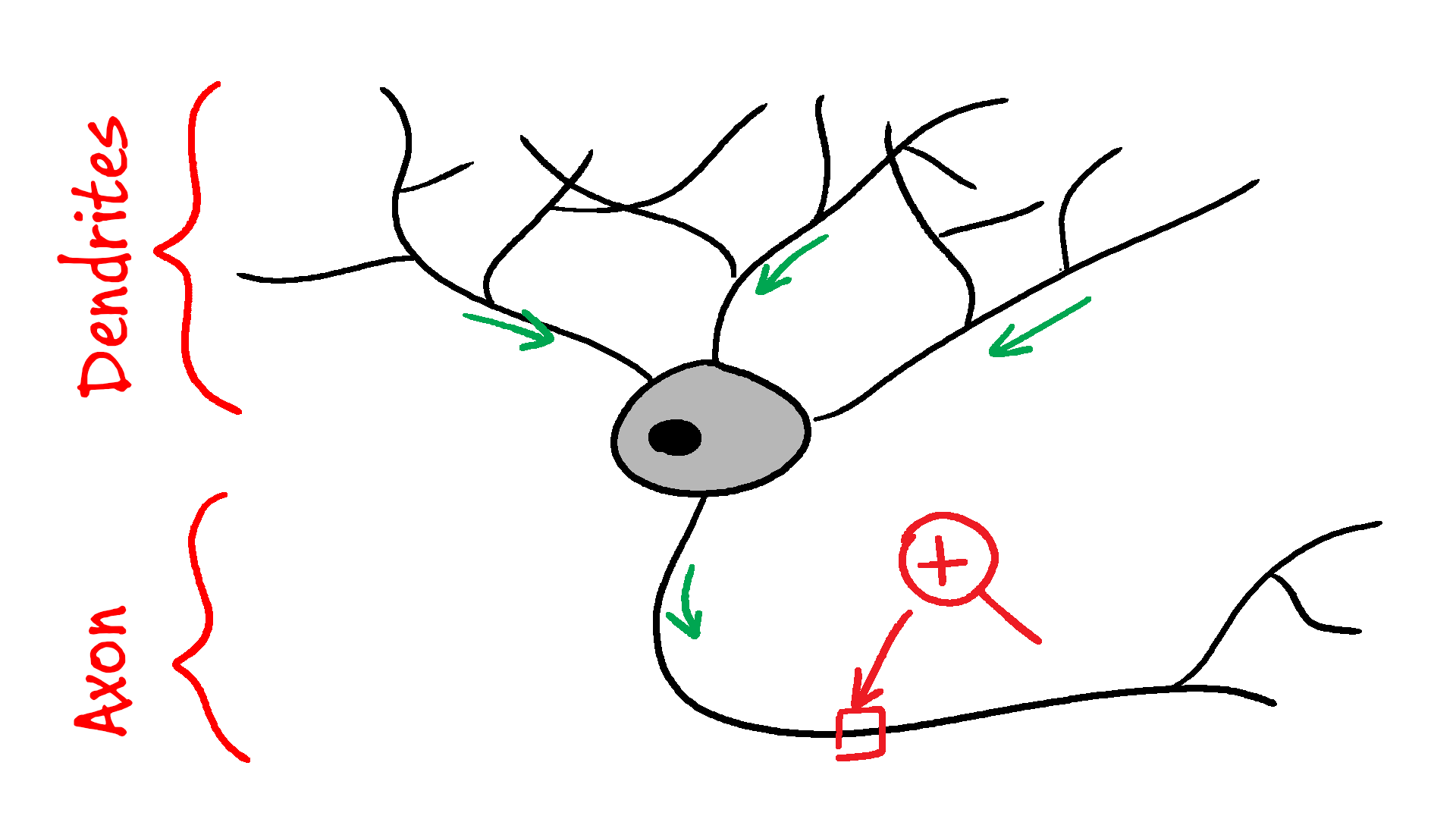 A typical neuron. Source: your brain.