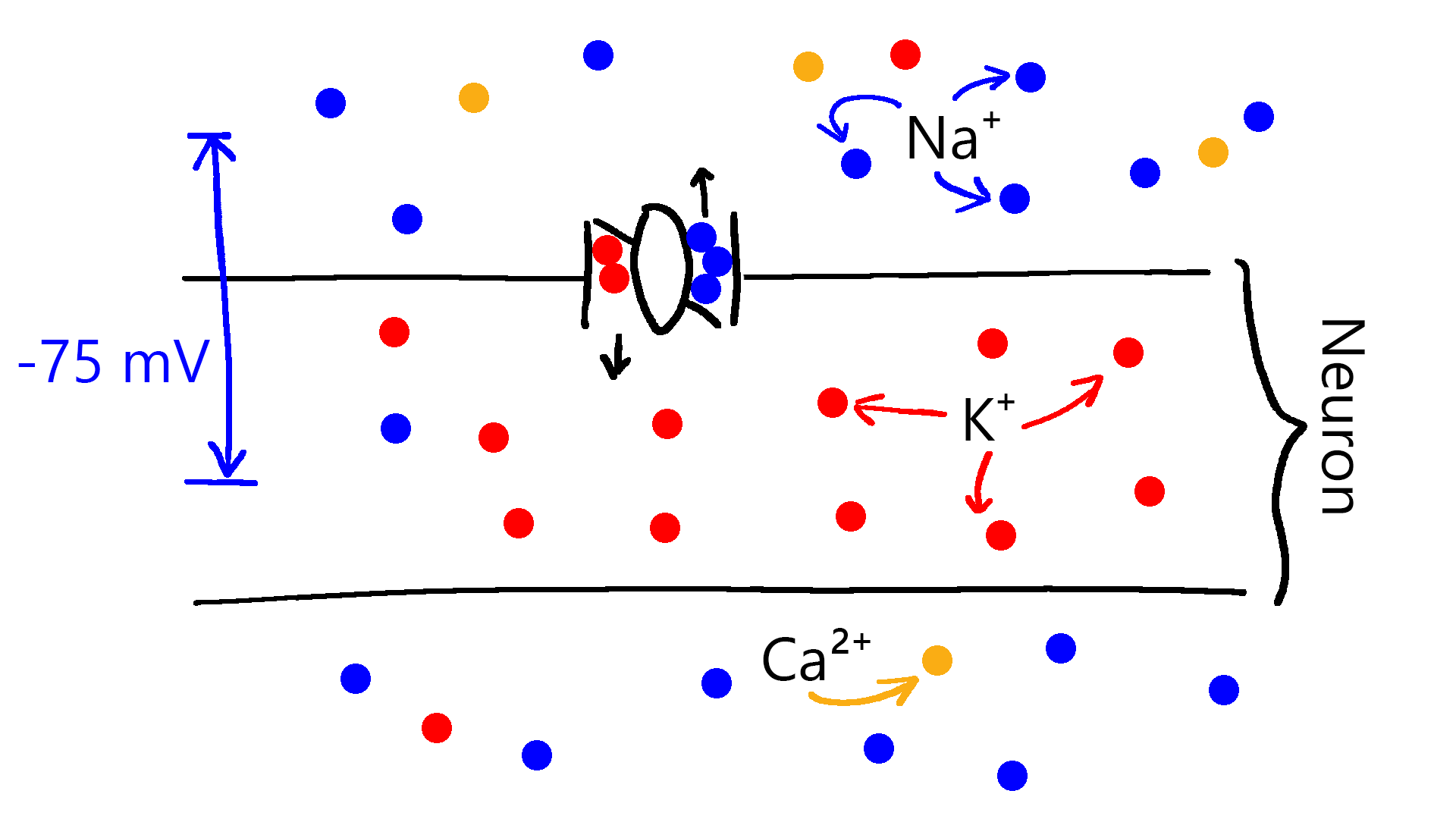 A crude depiction of a Na⁺-K⁺ pump, one of the mechanisms maintaining the ion balance in the neuron. Na⁺-K⁺ pump removes three Na⁺ ions for two K⁺ ions.