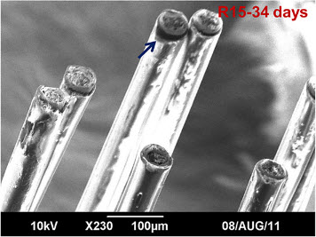 Insulation detaching from a tungsten electrode. Abhishek Prasad et al 2012 J. Neural Eng. 9 056015.