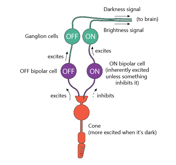 Neuron circuits in the retina - more than just pixels | Iouri Khramtsov