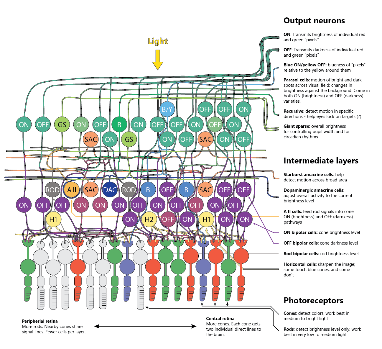 Neuron circuits in the retina - more than just pixels | Iouri Khramtsov