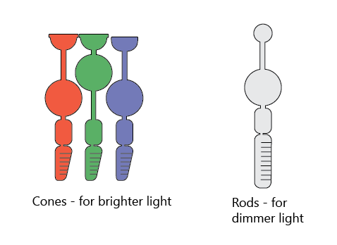 Neuron circuits in the retina - more than just pixels