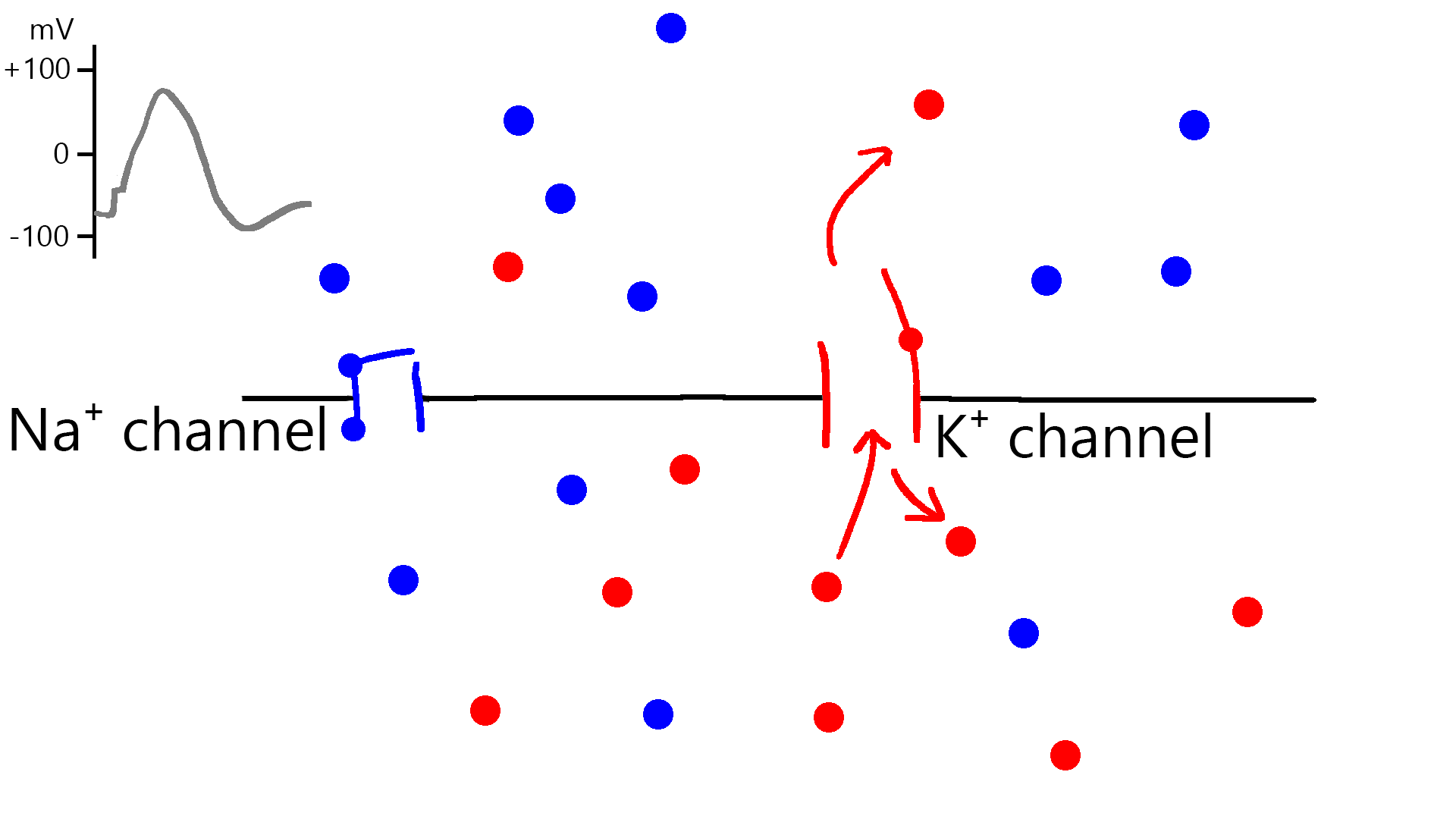 Na⁺ channel is closed. K⁺ has concentrations have leveled off around -73 mV, where K⁺ ions are equally likely to enter and exit the membrane.